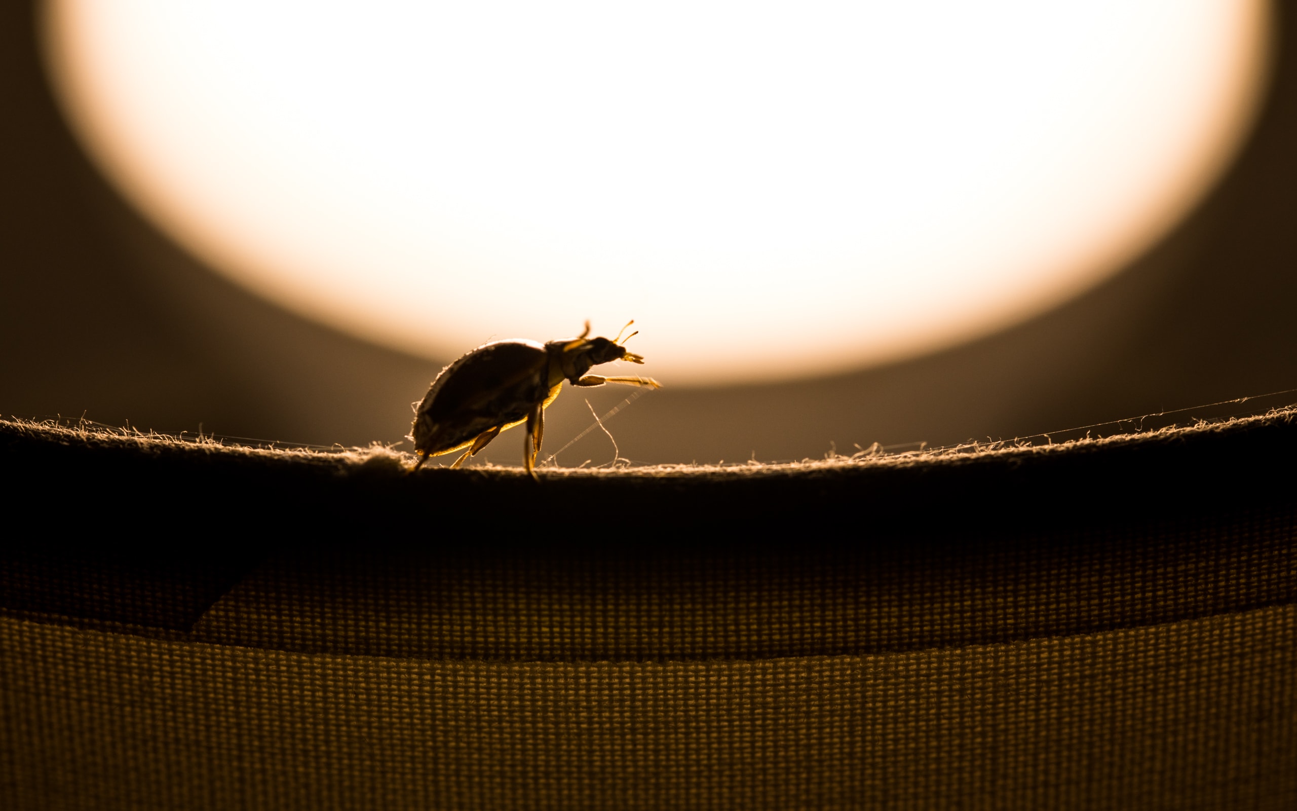 coccinelle