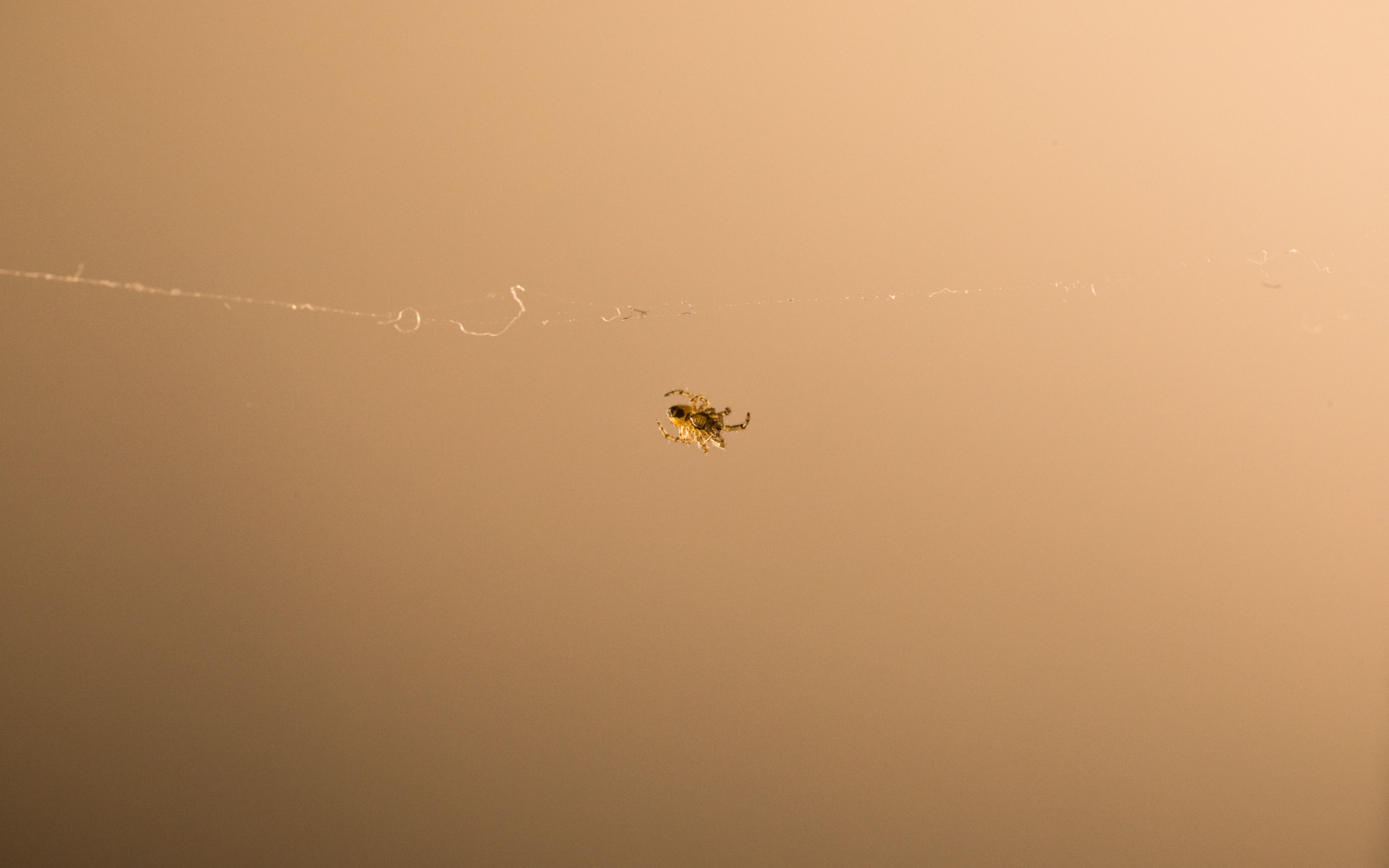 coccinelle