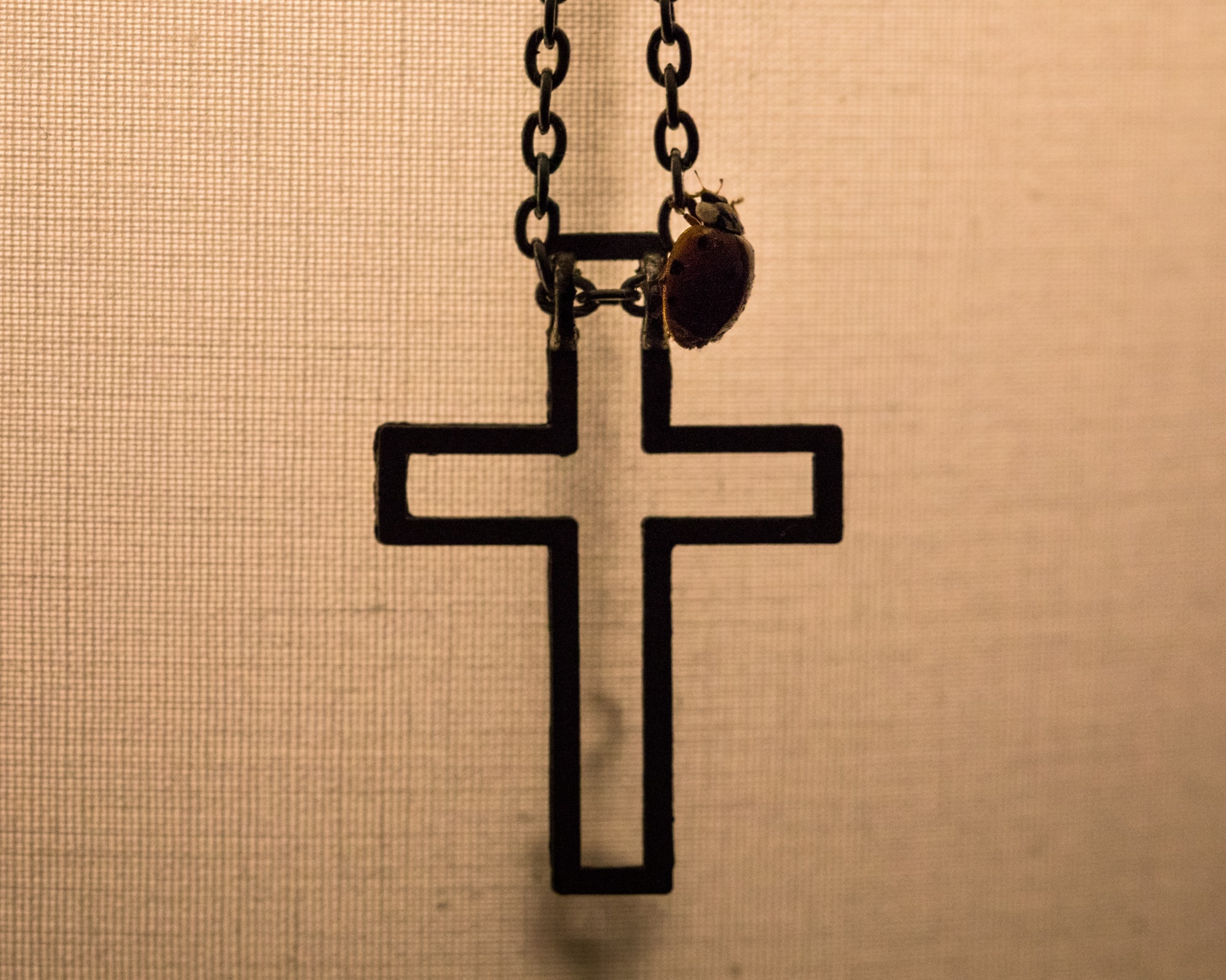 coccinelle