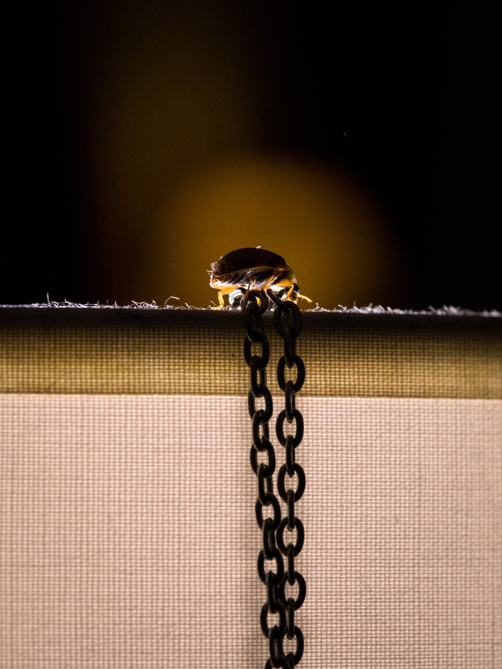 coccinelle