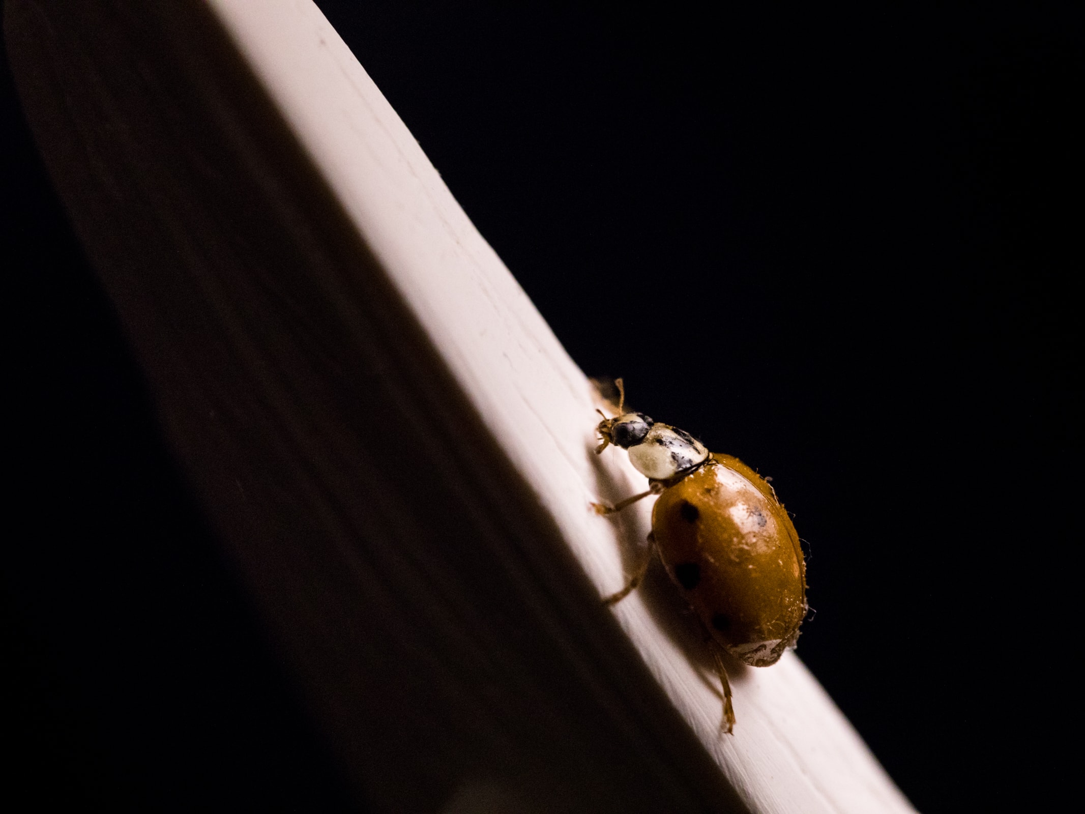 coccinelle