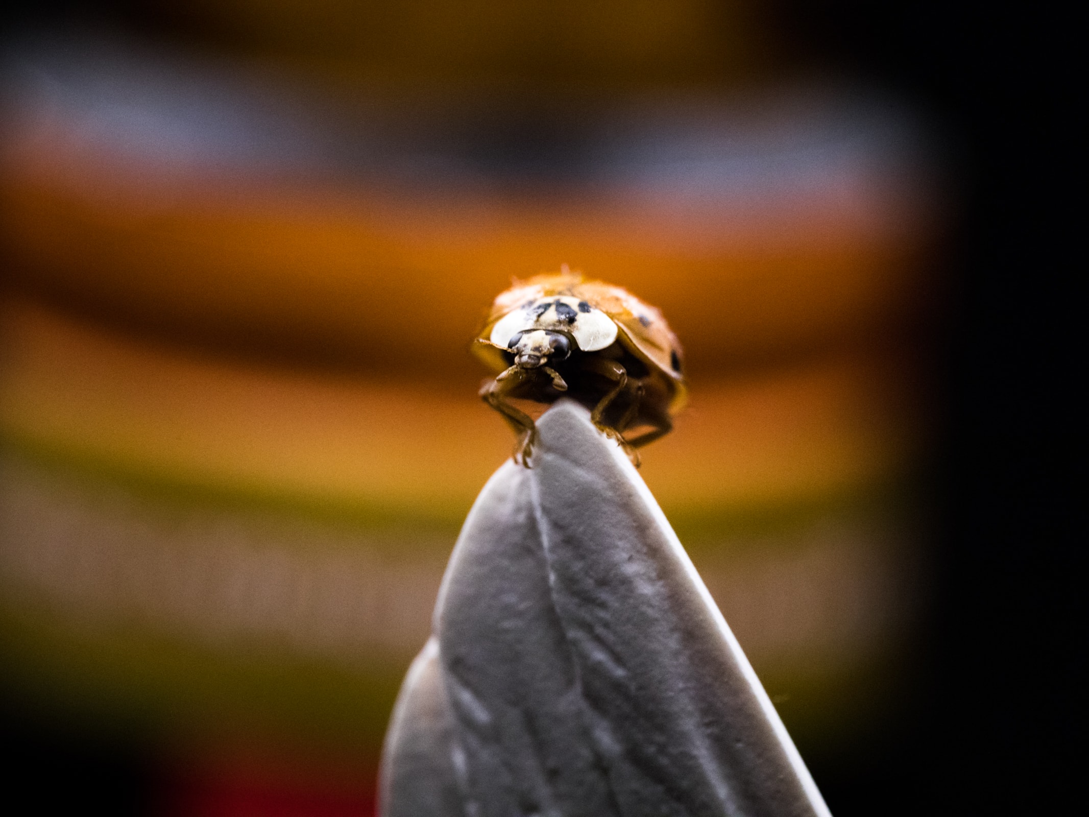 coccinelle