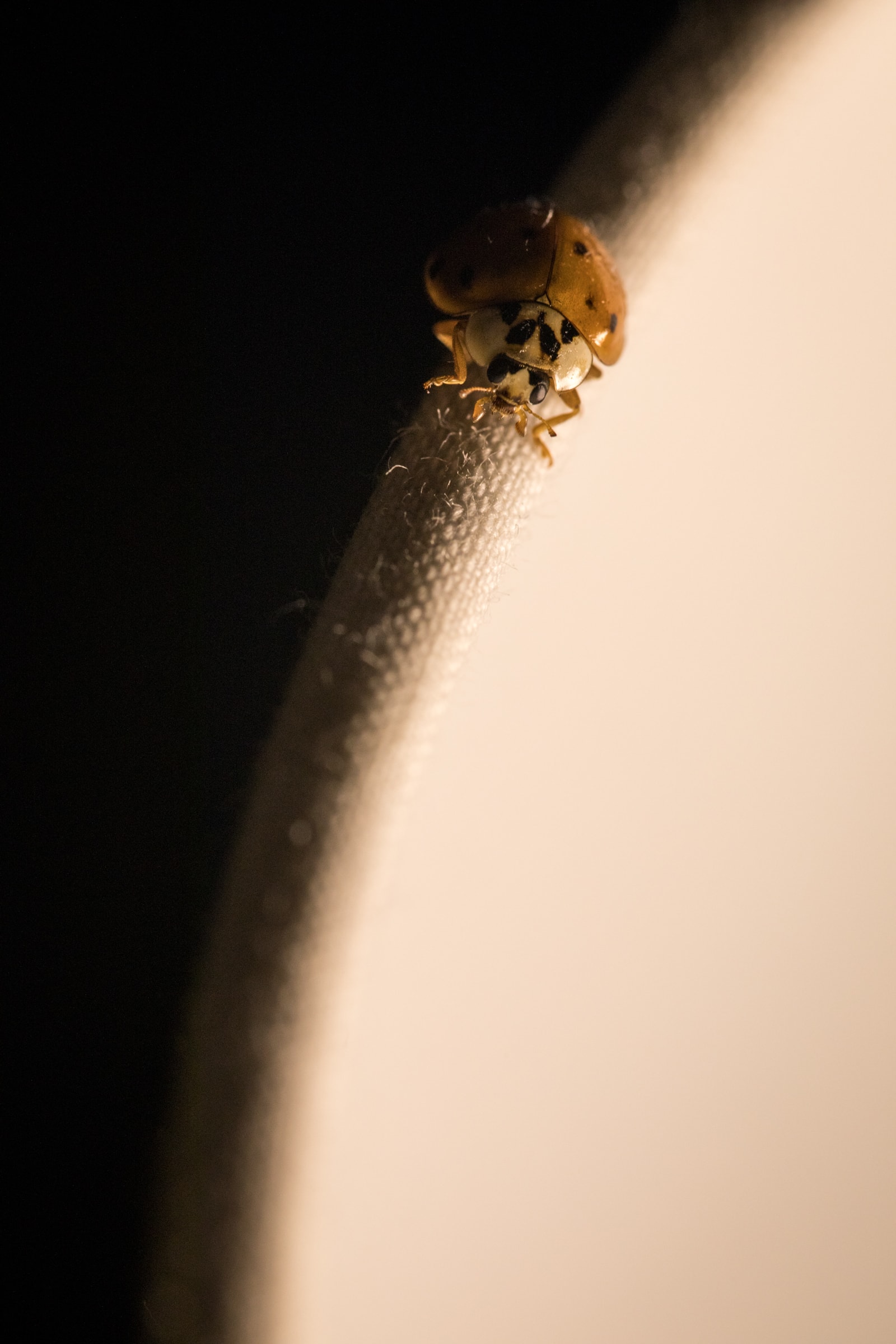 coccinelle