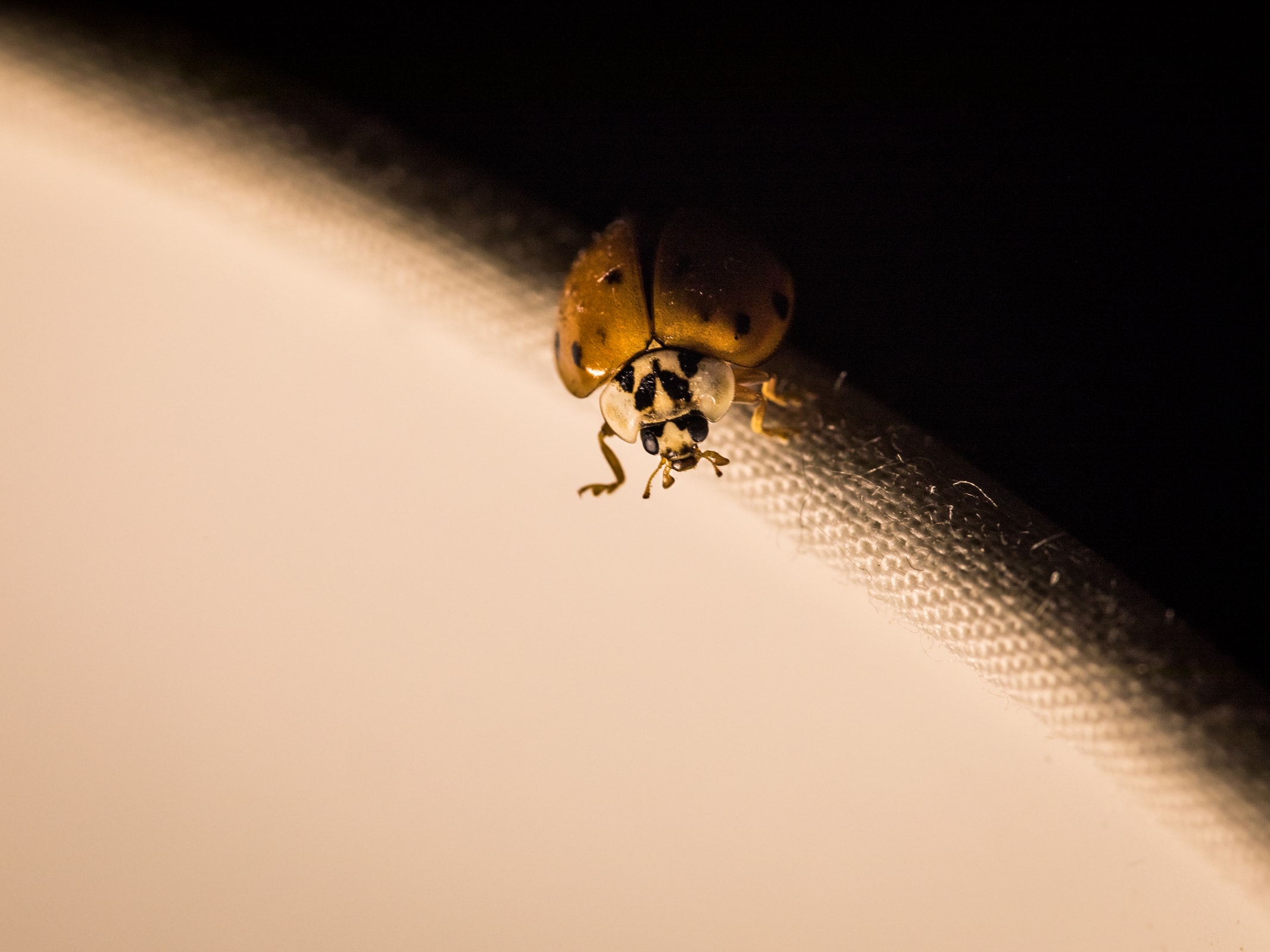 coccinelle